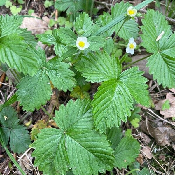 Fragaria viridis Leht