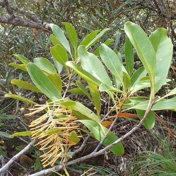 Virotia neurophylla Habit