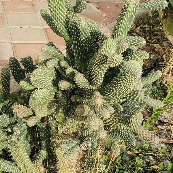 Cylindropuntia fulgida Агульны выгляд