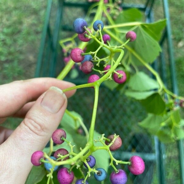 Ampelopsis cordata Frukt