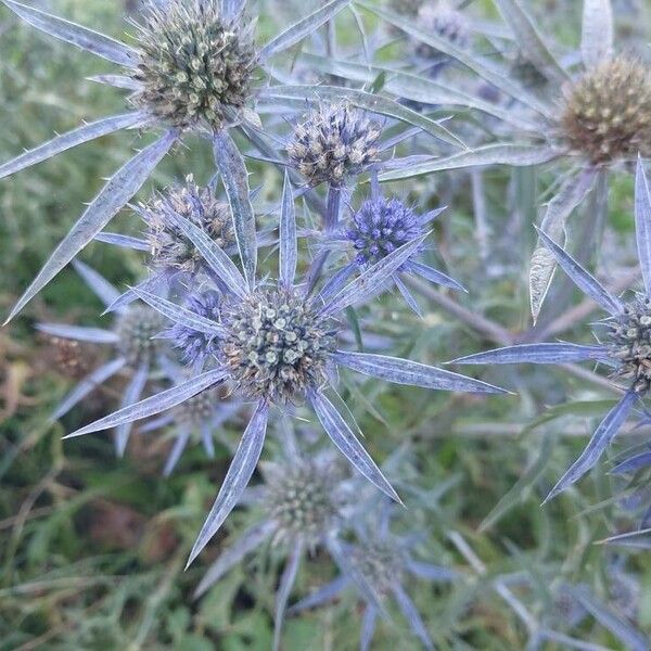 Eryngium amethystinum Kwiat