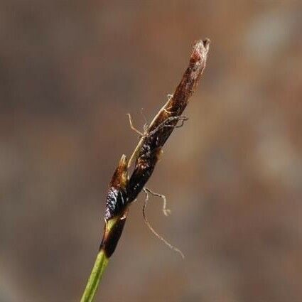 Carex rupestris Frukto