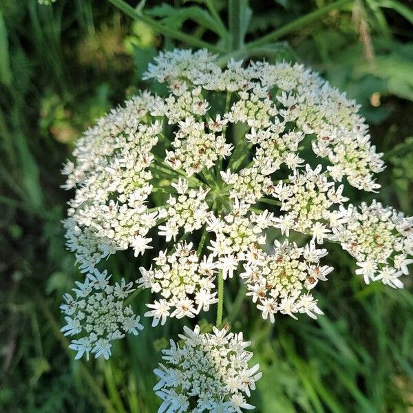 Heracleum sphondylium 花