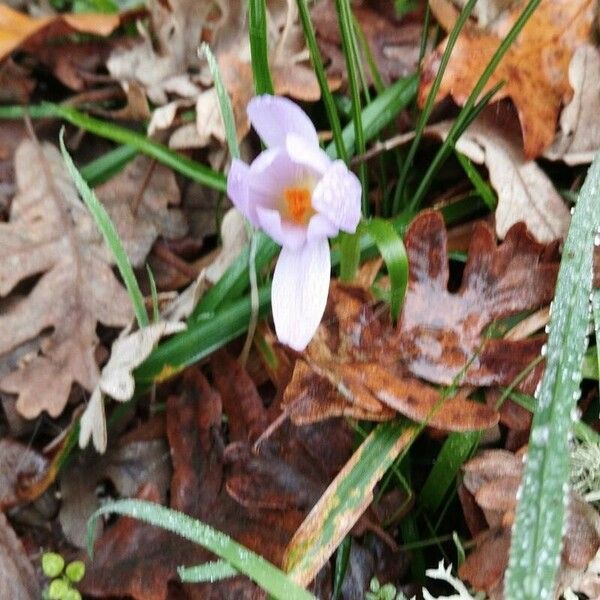 Crocus versicolor Habit