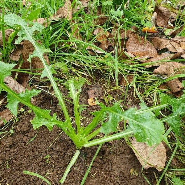 Sonchus asper Fuelha