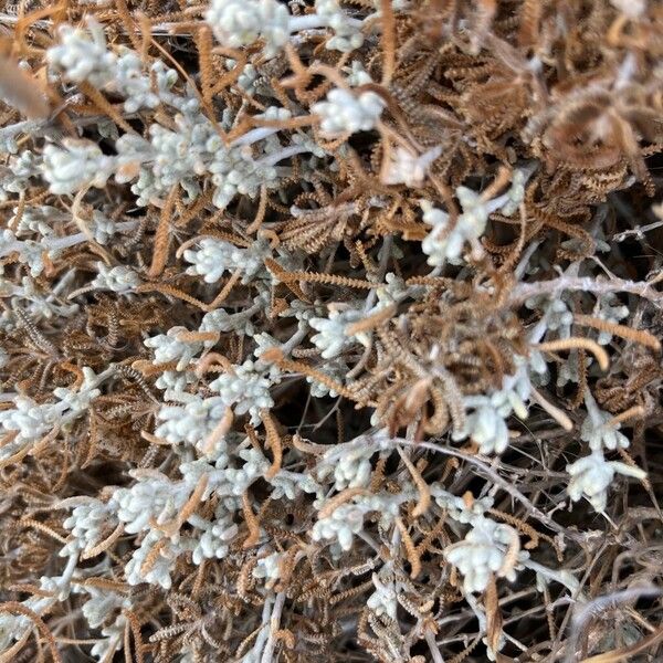 Achillea cretica 葉