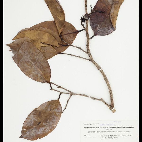 Eschweilera tenuifolia Leaf