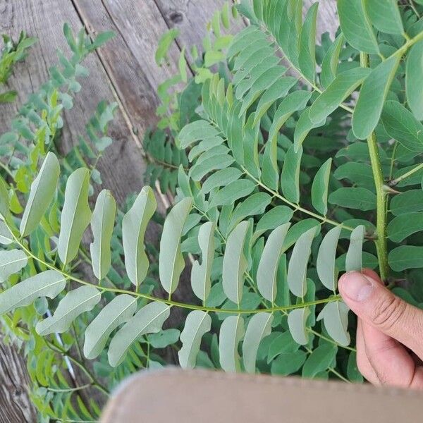 Robinia viscosa 叶