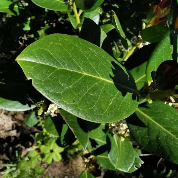 Ilex perado Leaf