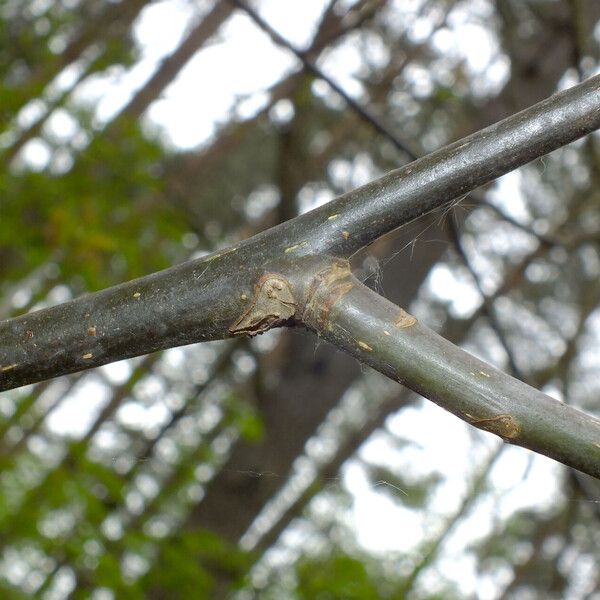 Juglans regia خشب