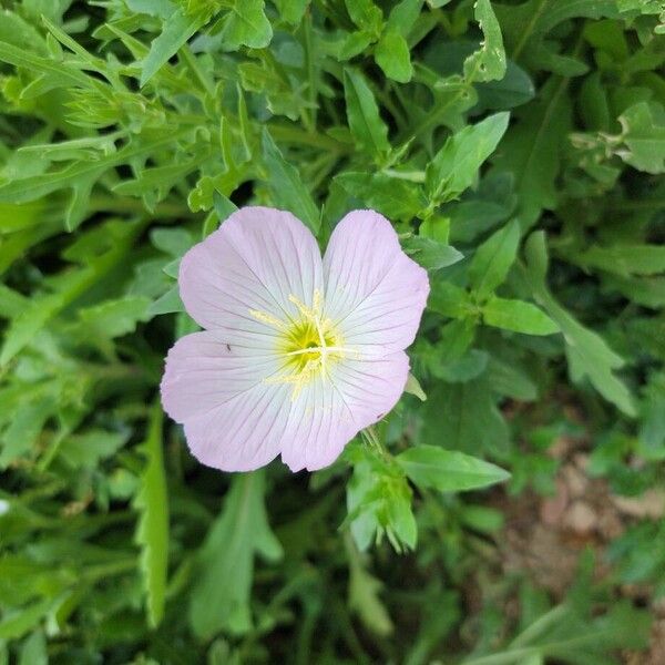 Oenothera speciosa Blomst