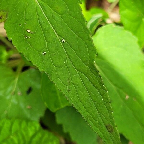 Melittis melissophyllum पत्ता