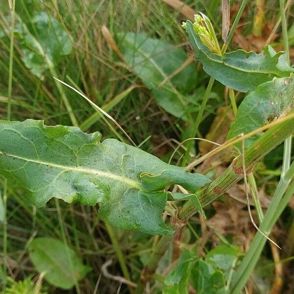 Rumex thyrsiflorus Folha