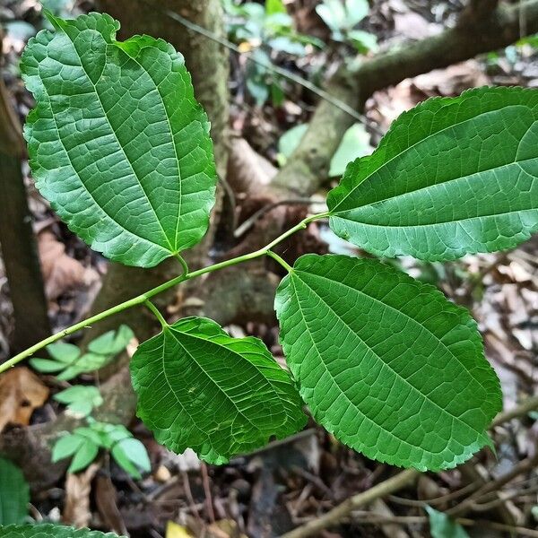 Afromorus mesozygia Leaf