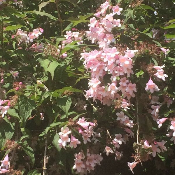 Kolkwitzia amabilis Flower