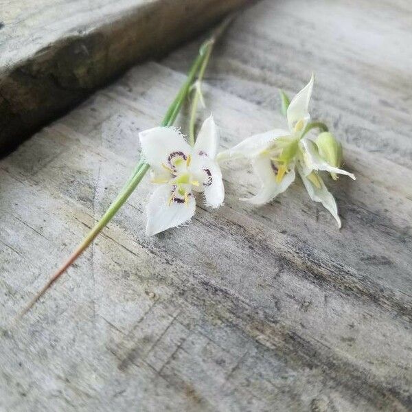 Calochortus lyallii Fleur