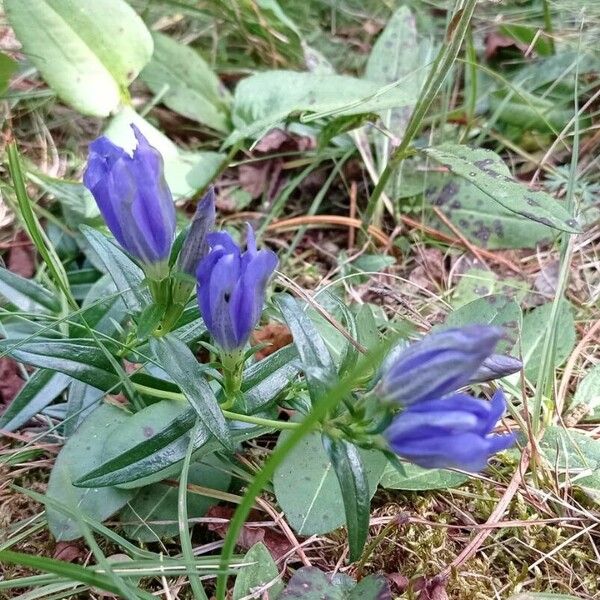 Gentiana pneumonanthe Цветок