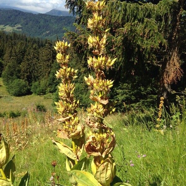 Gentiana lutea Kvet