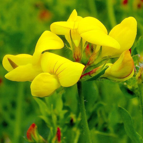 Lotus corniculatus ফুল