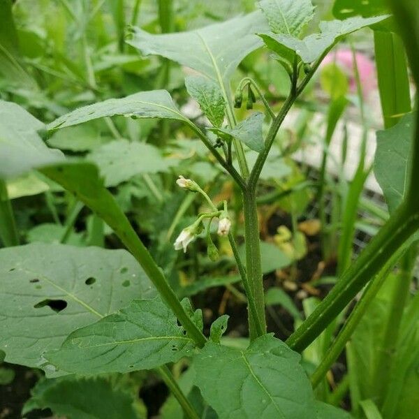 Solanum nigrum Floro