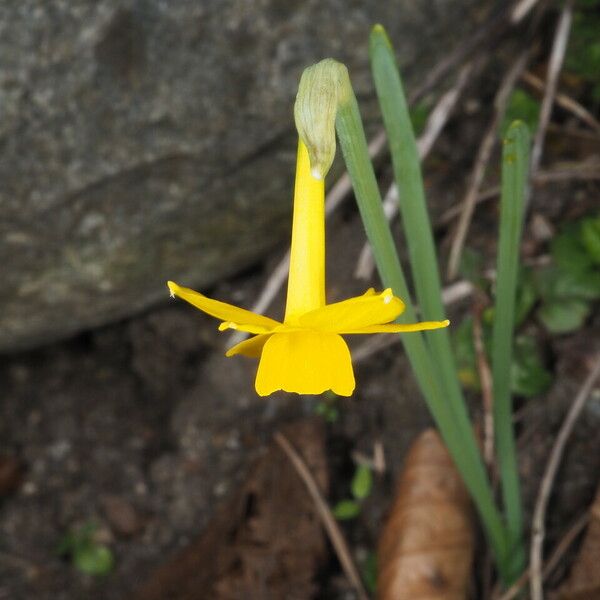 Narcissus calcicola Pokrój