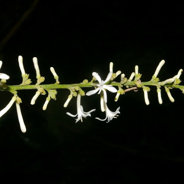 Angostura granulosa Floro