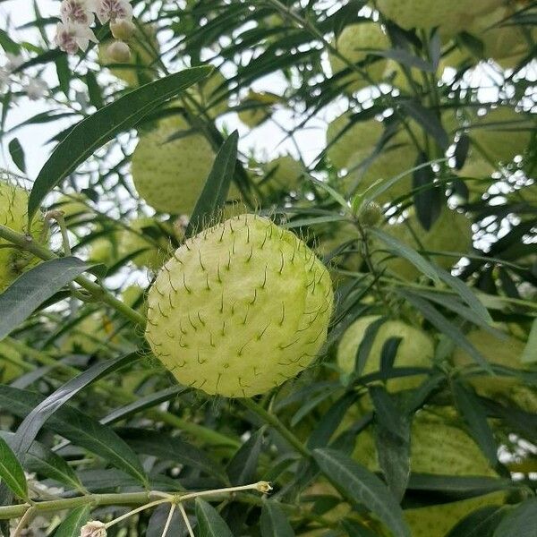 Gomphocarpus physocarpus Fruchs