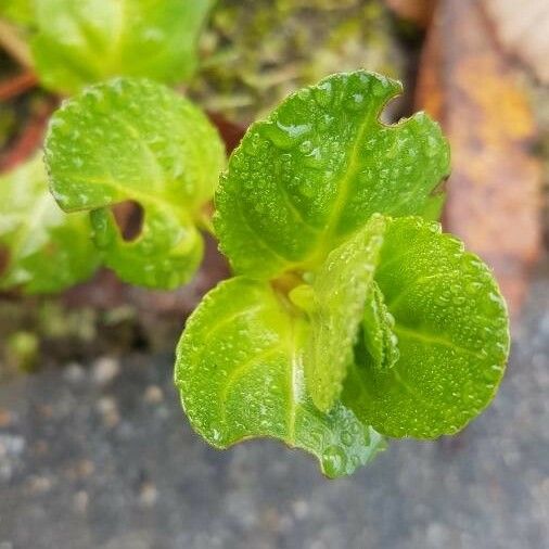 Veronica beccabunga Levél