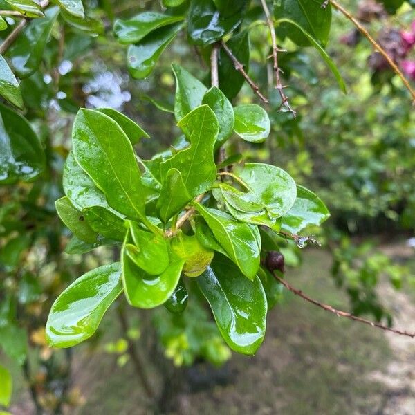 Duranta erecta ഇല