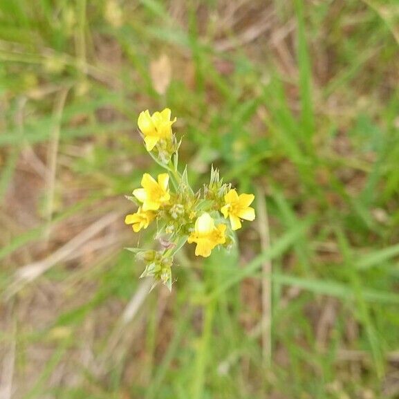 Linum strictum Blomst