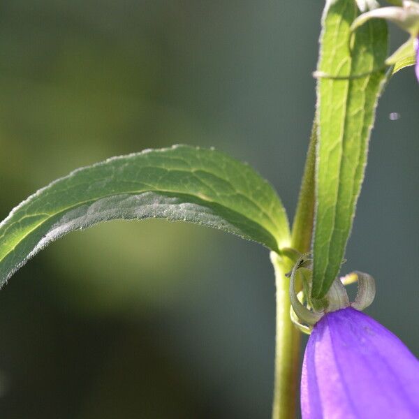 Campanula rapunculoides Blad