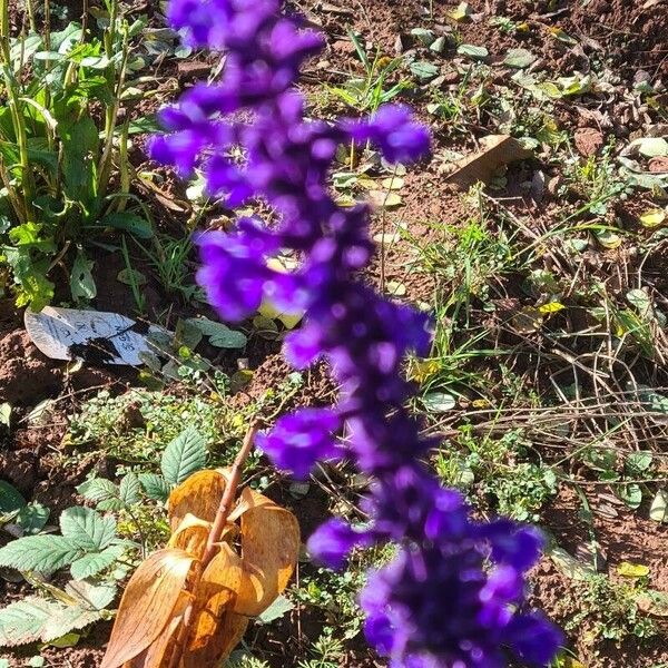 Salvia farinacea Kvet