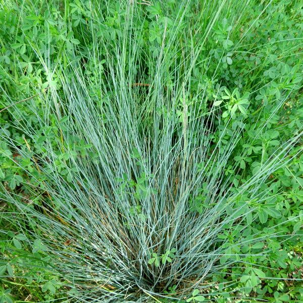 Molinia caerulea Leaf