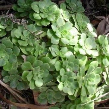 Aeonium goochiae Habitat