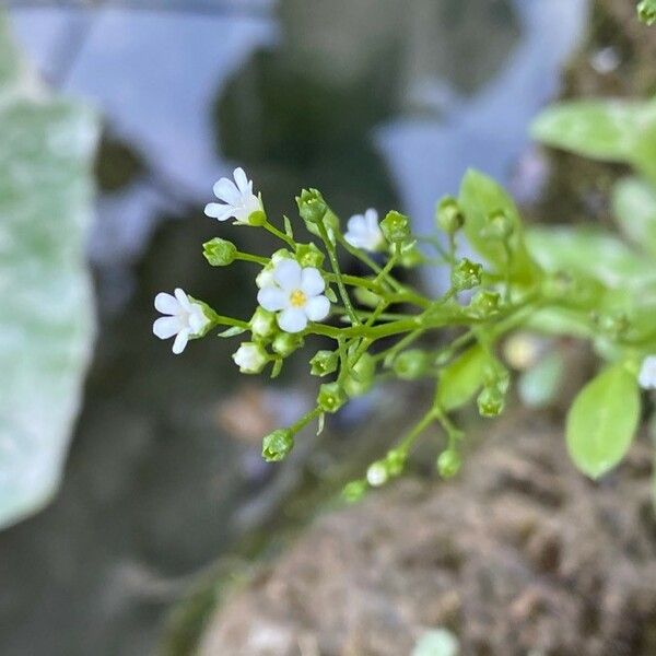 Samolus valerandi Flower