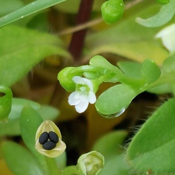 Montia arvensis Flor