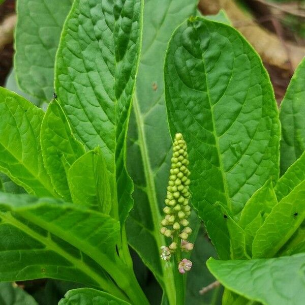 Phytolacca acinosa Цветок