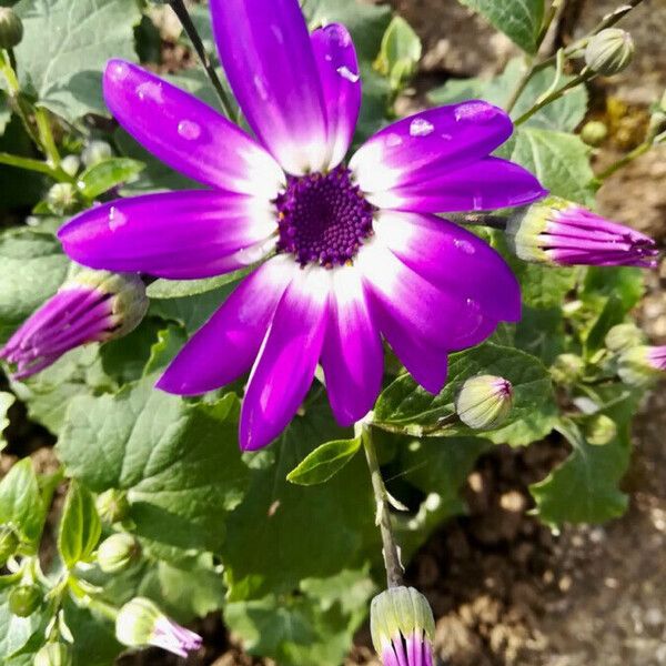 Pericallis lanata Flor