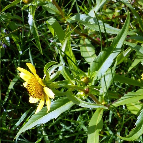 Bidens cernua Leaf