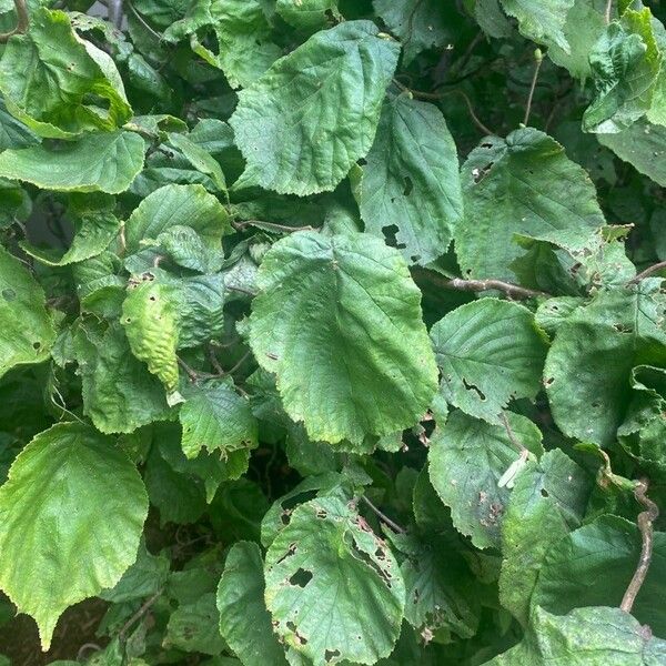 Corylus cornuta Lapas