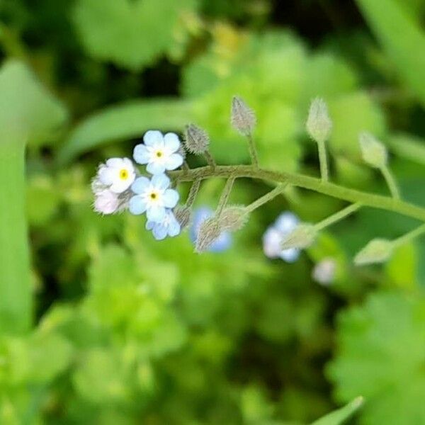 Myosotis arvensis 花