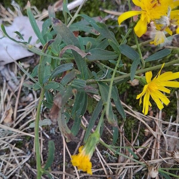 Hieracium umbellatum Листок