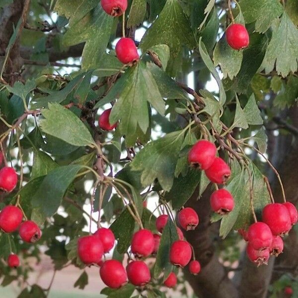 Crataegus monogyna Ovoce