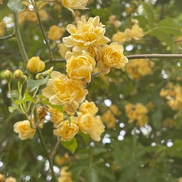 Rosa banksiae Flors