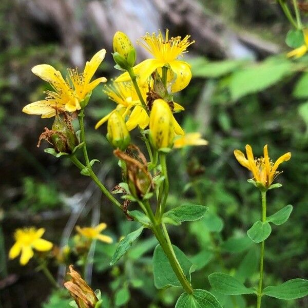 Hypericum maculatum Квітка