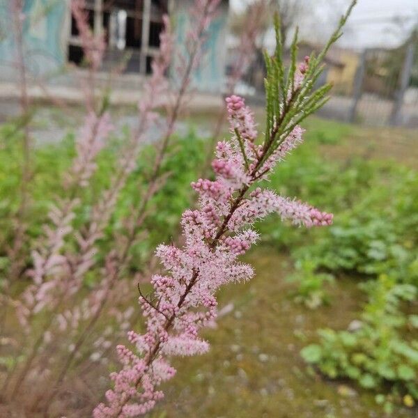 Tamarix parviflora 花