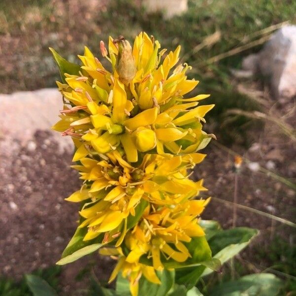 Gentiana lutea Цвят