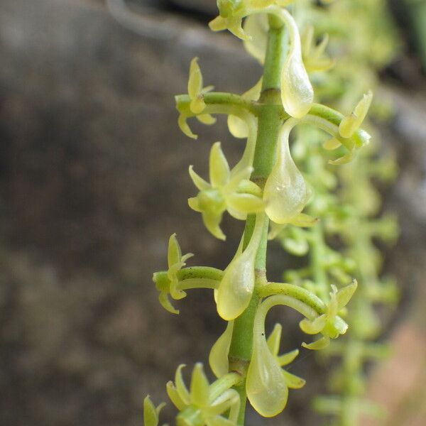 Diaphananthe vesicata Flor