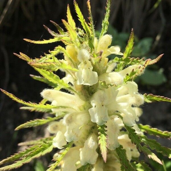 Pedicularis foliosa Flor