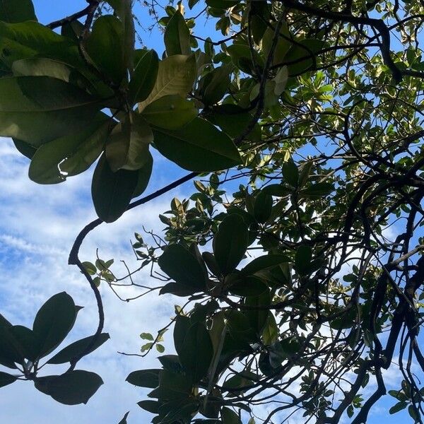 Magnolia virginiana Feuille